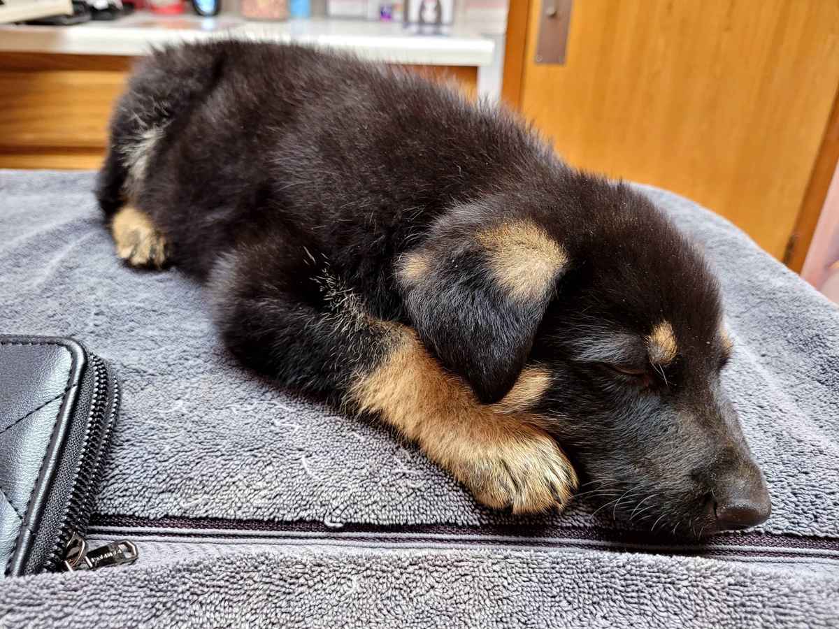 Pluton German Shepherd puppy adorable small
