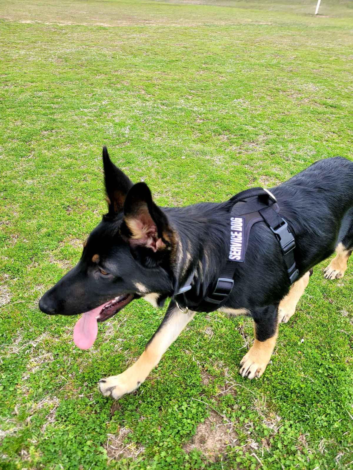 Pluton German Shepherd running at the park