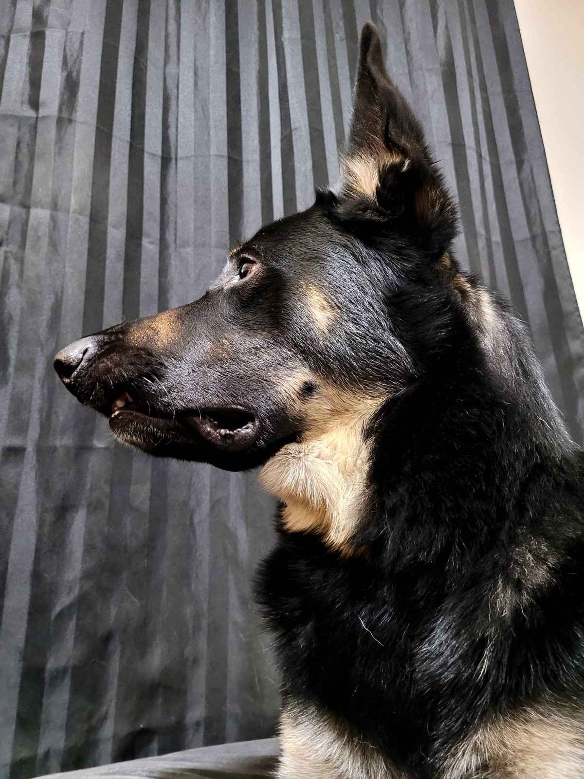 Pluton German Shepherd serious handsome face