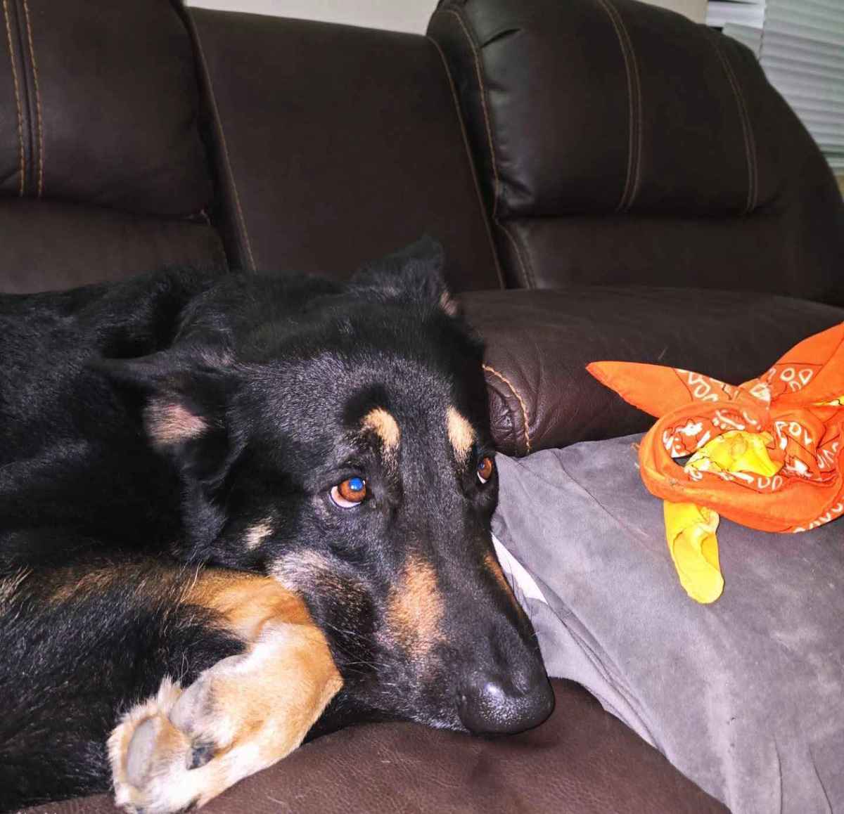 Pluton German Shepherd shy sweet face