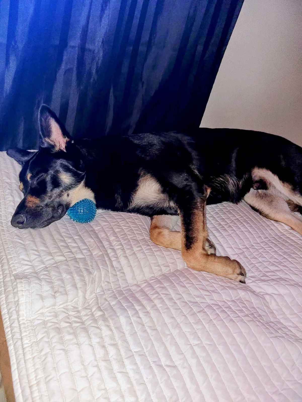 Pluton German Shepherd sleeping in funny position