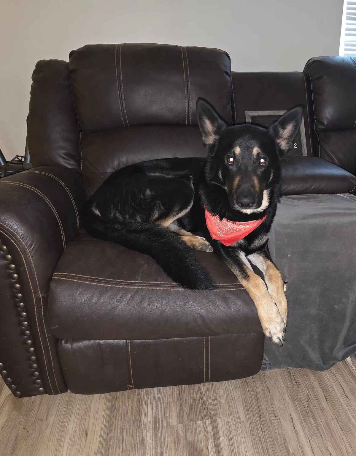 Pluton German Shepherd on the sofa comfortable