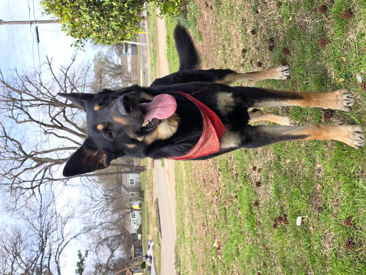 Plutón German Shepherd sleeping — reverse sneezing at night
