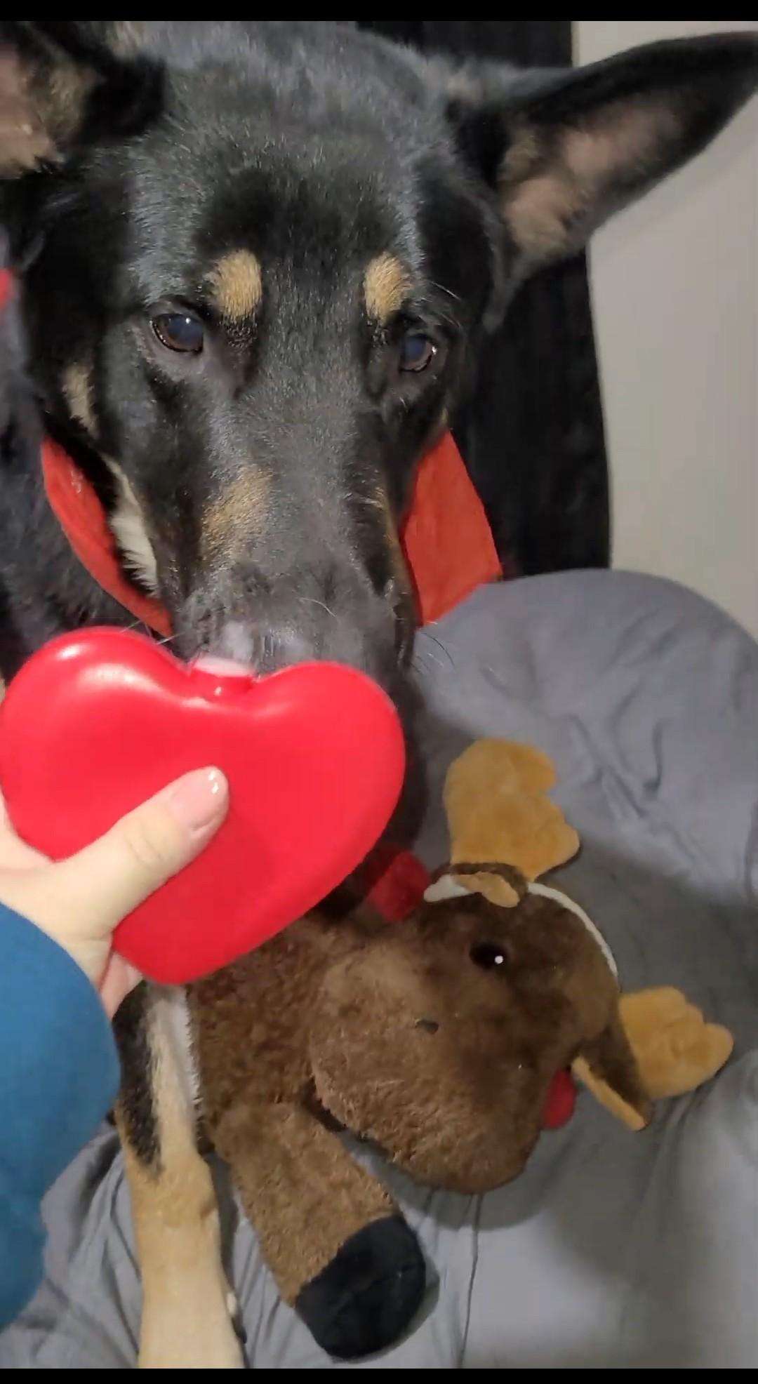 German Shepherd destroys toys