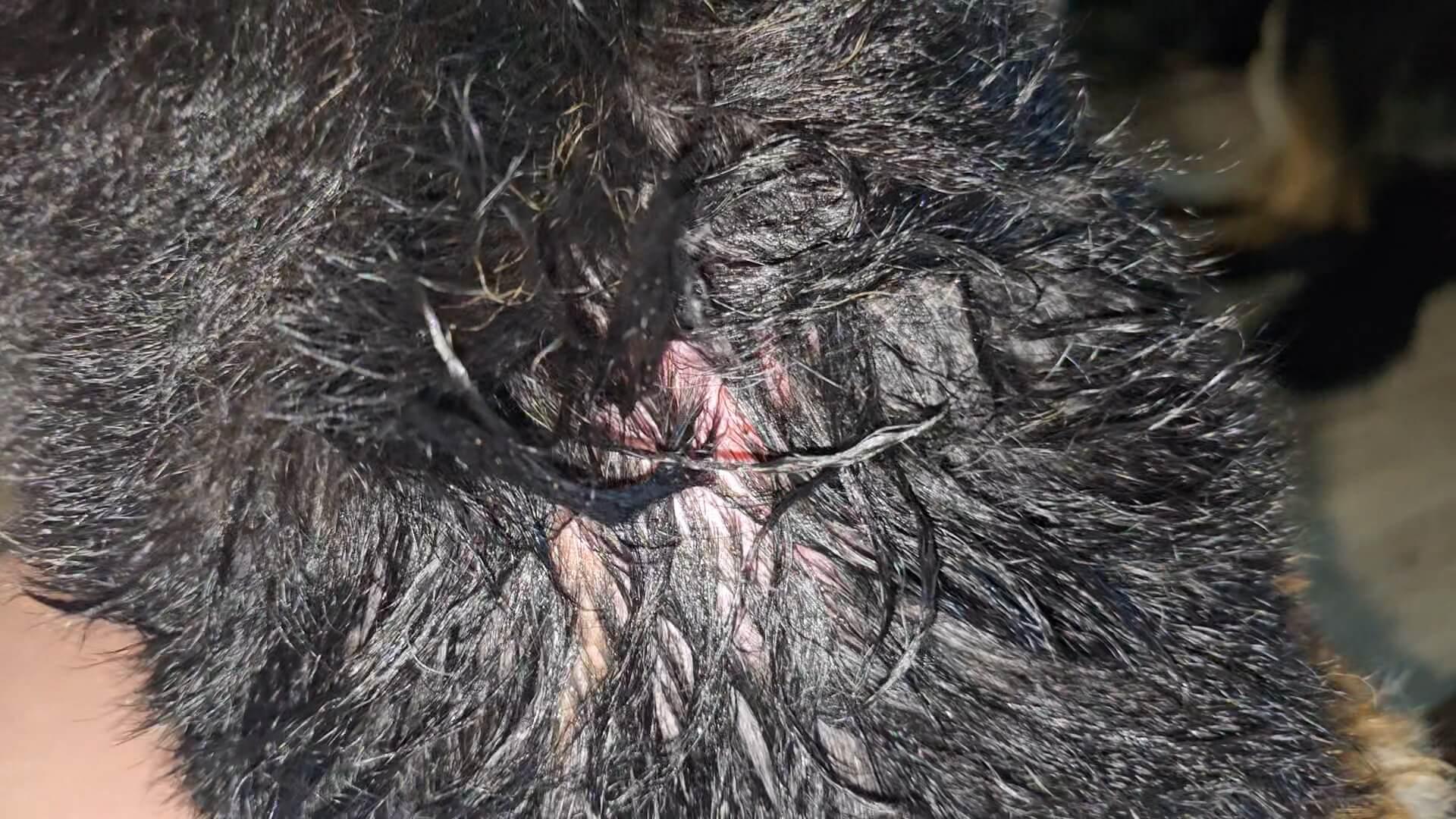 Júpiter's skin damaged from scratching