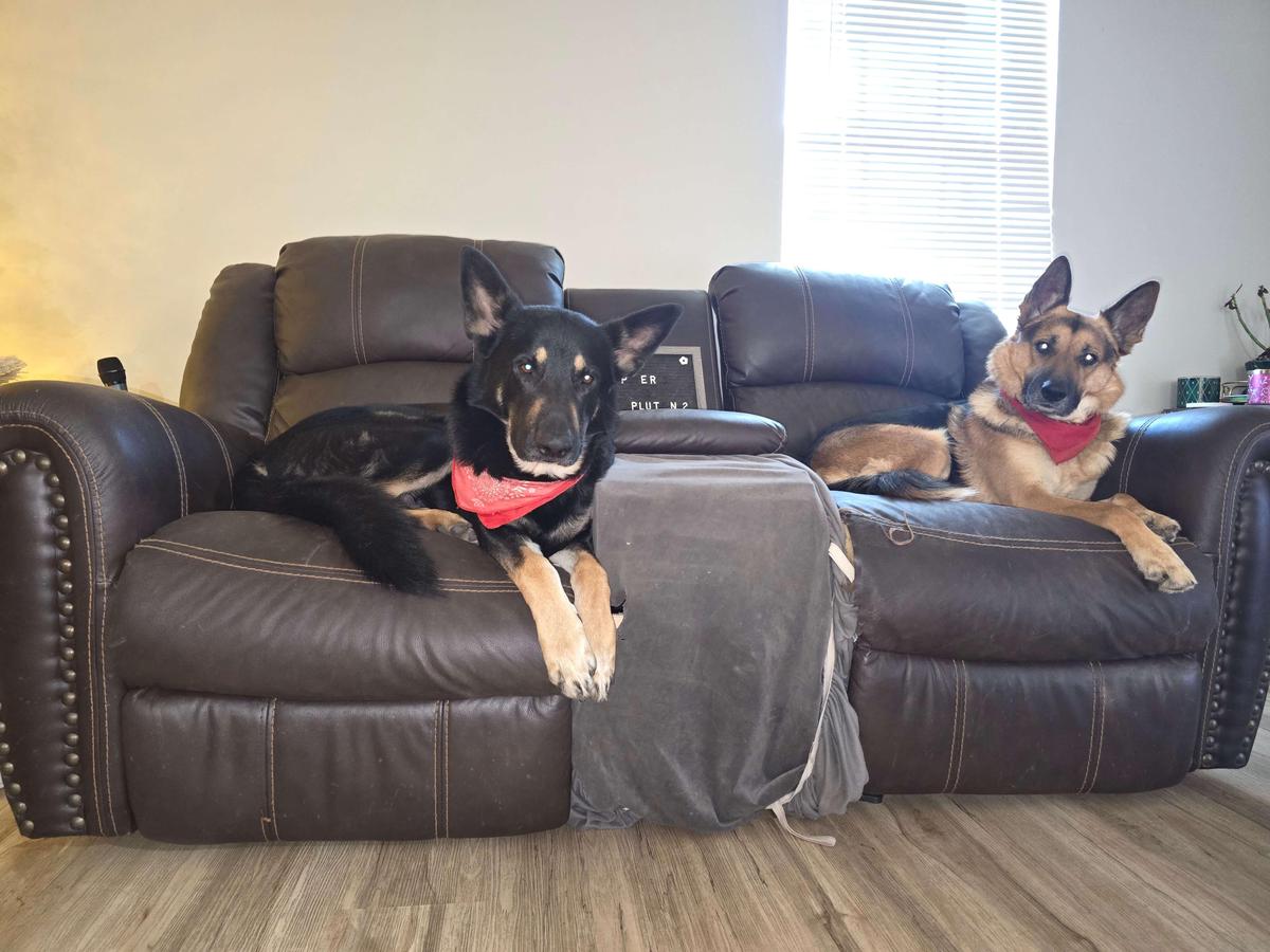Júpiter and Pluto sleeping on their sofa