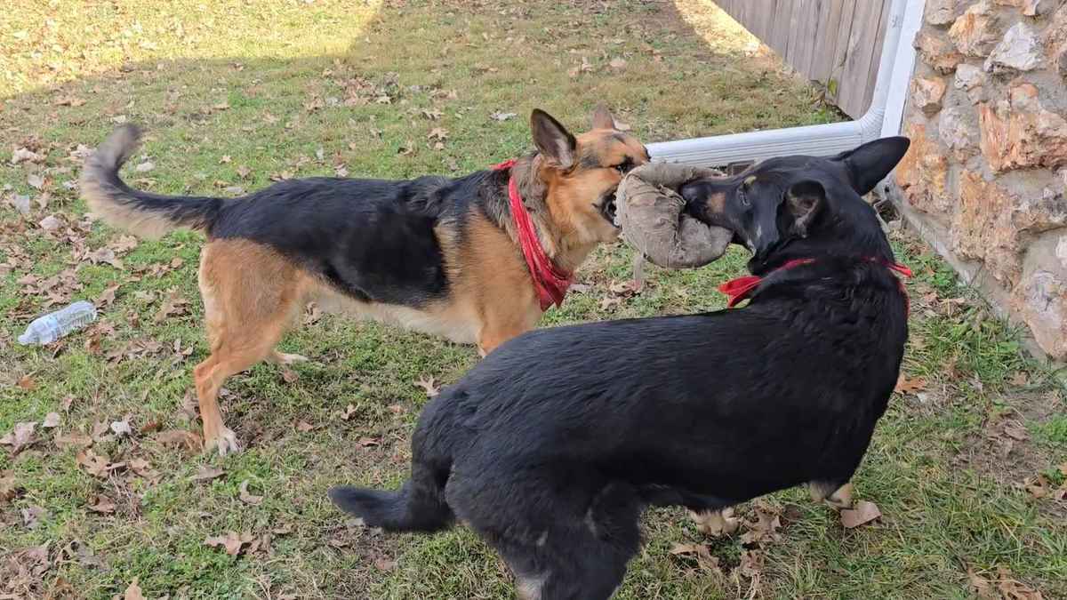 Two German Shepherds in the backyard together
