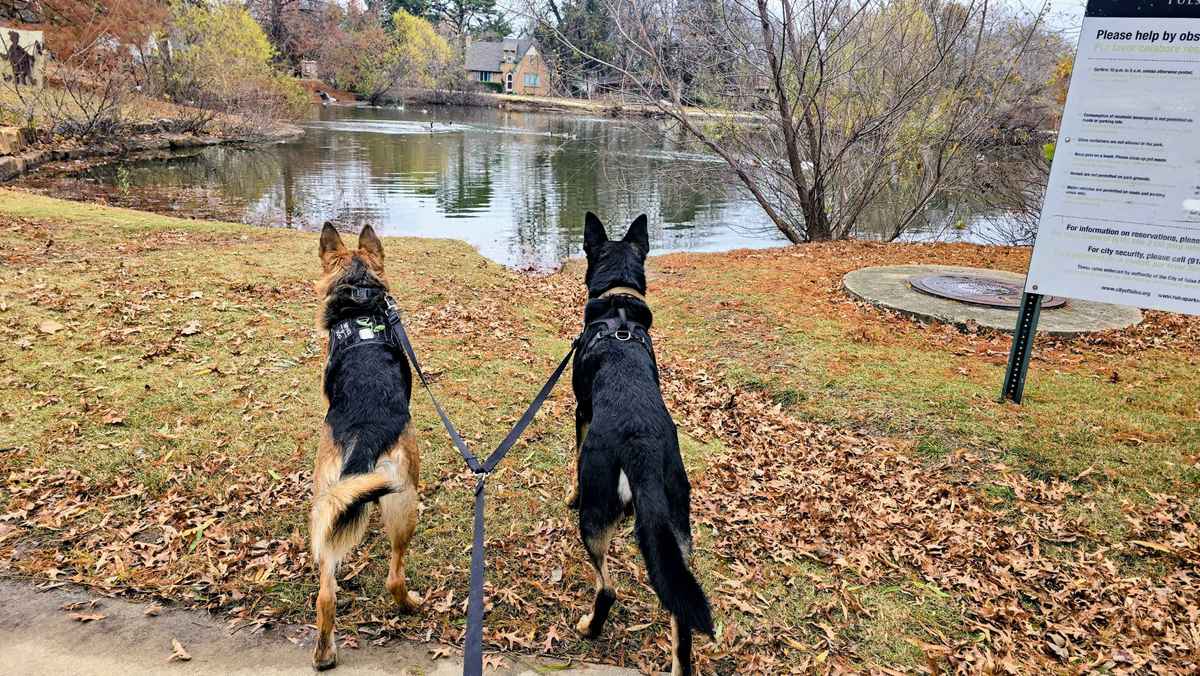 Two German Shepherds looking outside window together