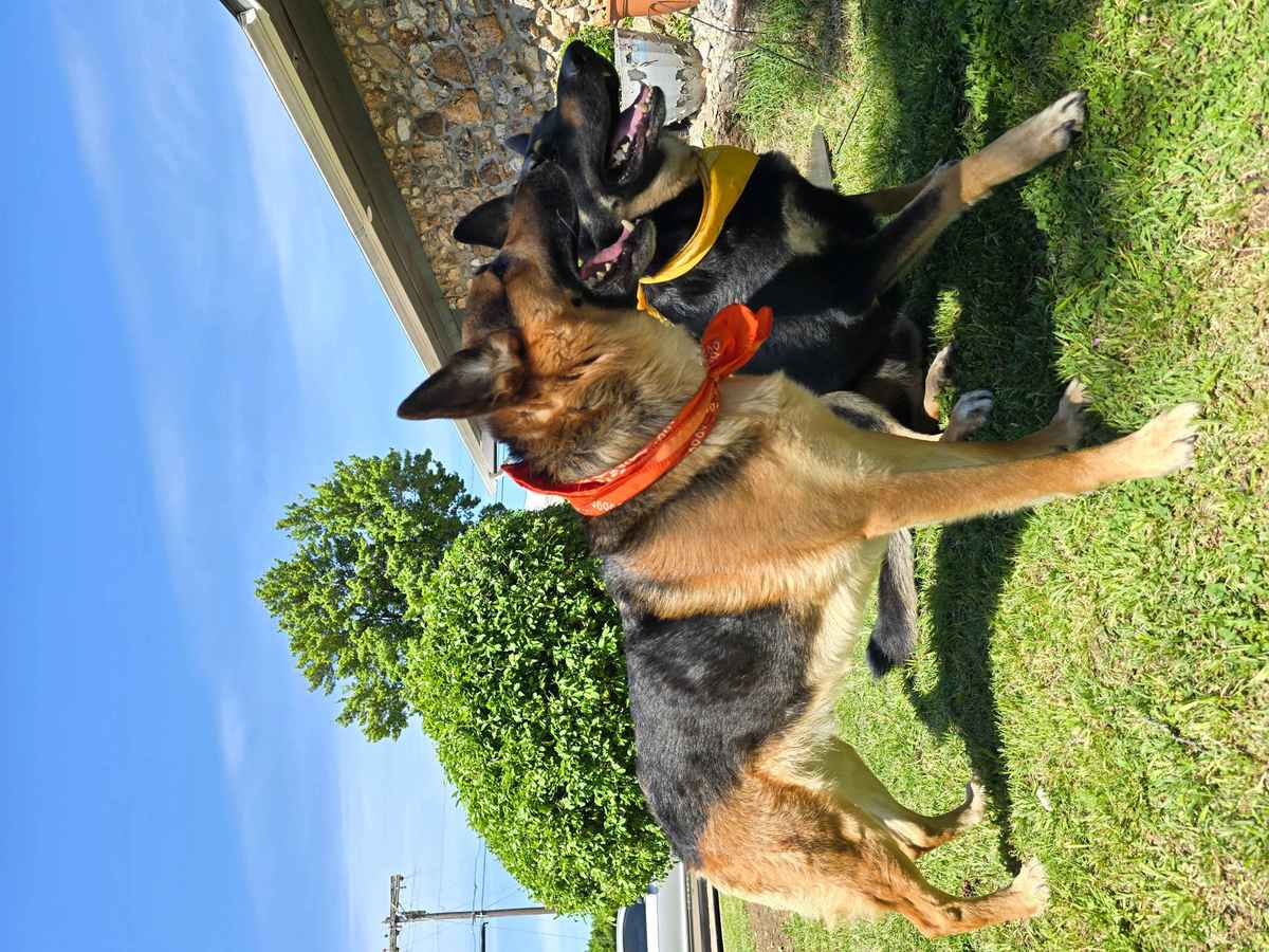 Two German Shepherds running outside together