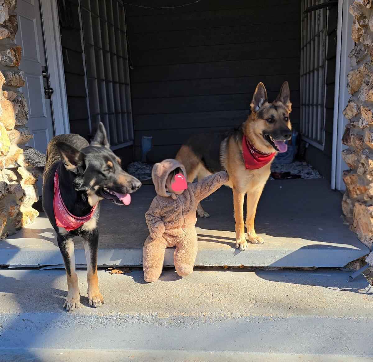Two German Shepherds with baby family photo